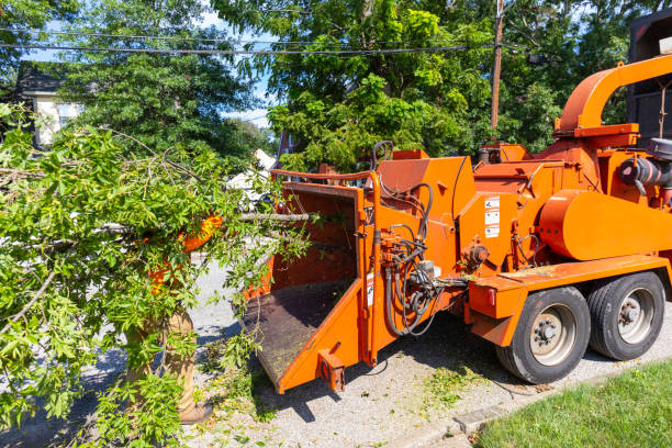 Best Tree Pruning Services  in Great Falls, SC